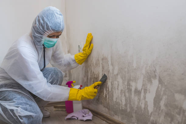 Best Mold Remediation for Healthcare Facilities  in Fishhook, AK