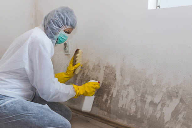Best Mold Damage Restoration  in Fishhook, AK