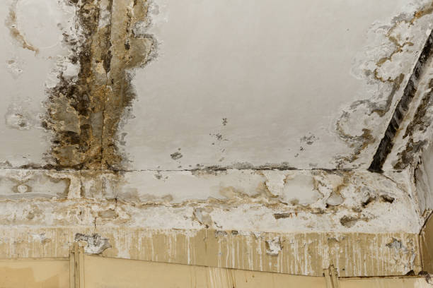 Best Attic Mold Removal  in Fishhook, AK