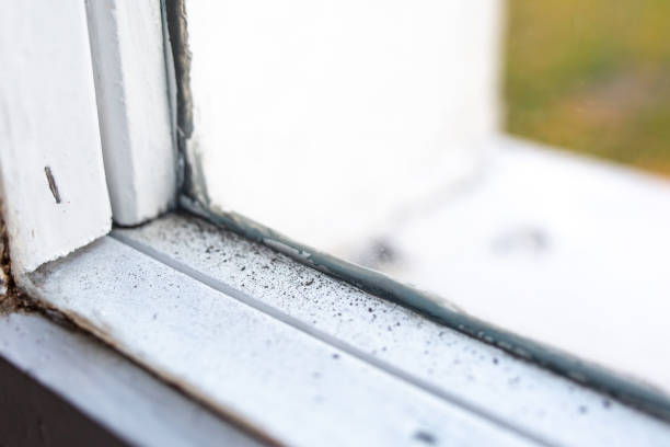 Fishhook, AK Mold Removal Pros