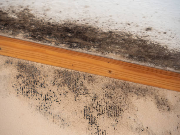 Best Emergency Mold Remediation  in Fishhook, AK